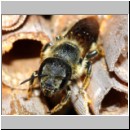 Heriades truncorum - Loecherbiene w06b 6mm.jpg